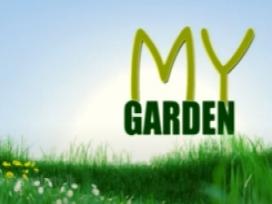 My Garden 23-08-2020
