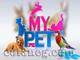 My Pet 24-07-2020